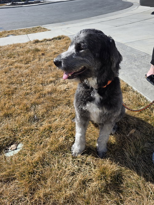 DUKE - Old English Sheepdog / Labrador Retriever available for adoption