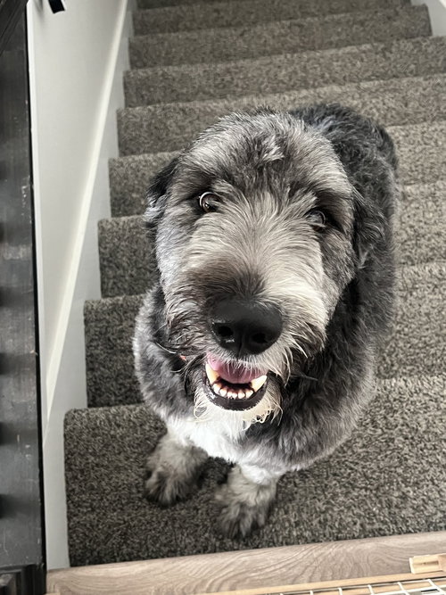 DUKE - Old English Sheepdog / Labrador Retriever available for adoption