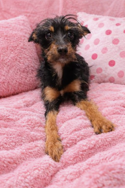 Daisy (Paris)