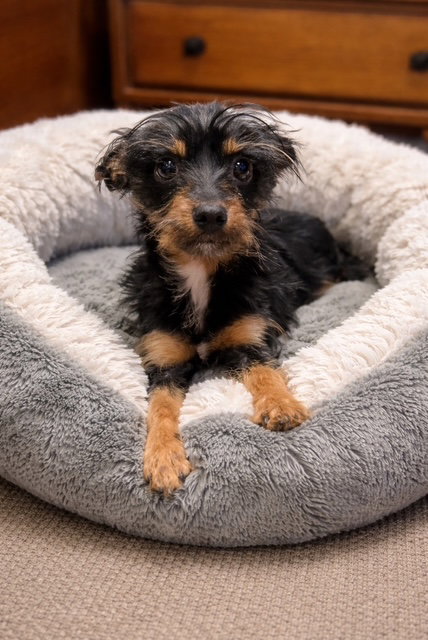 Daisy (Paris)