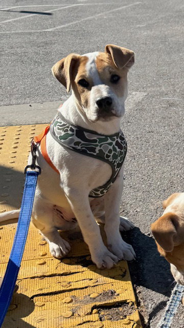 Pablo