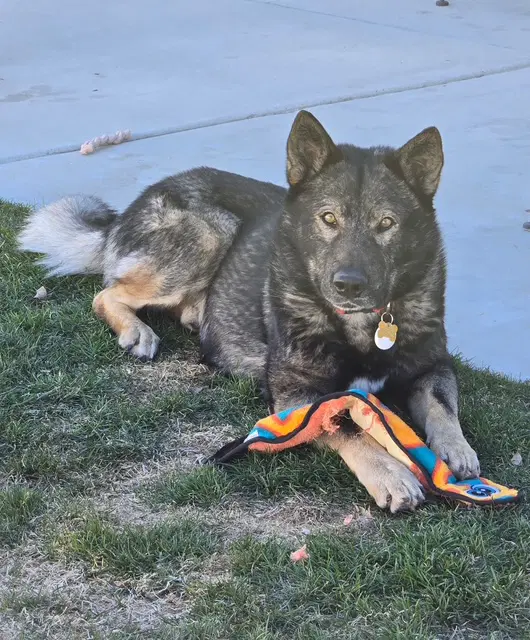 Tyson Aka Wolfie - German Shepherd Dog