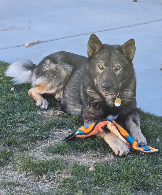 Tyson Aka Wolfie
