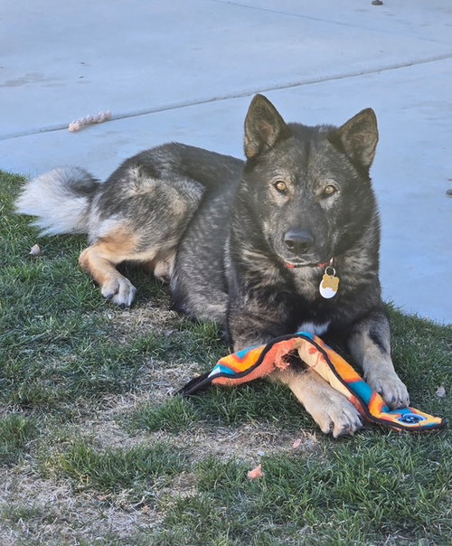 Tyson aka Wolfie, an adoptable German Shepherd Dog in MIDWAY, UT