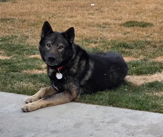 Tyson Aka Wolfie image 2