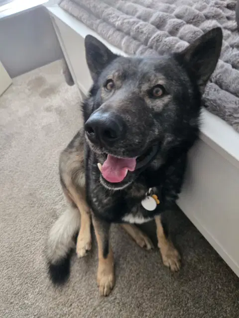 Tyson Aka Wolfie image 3