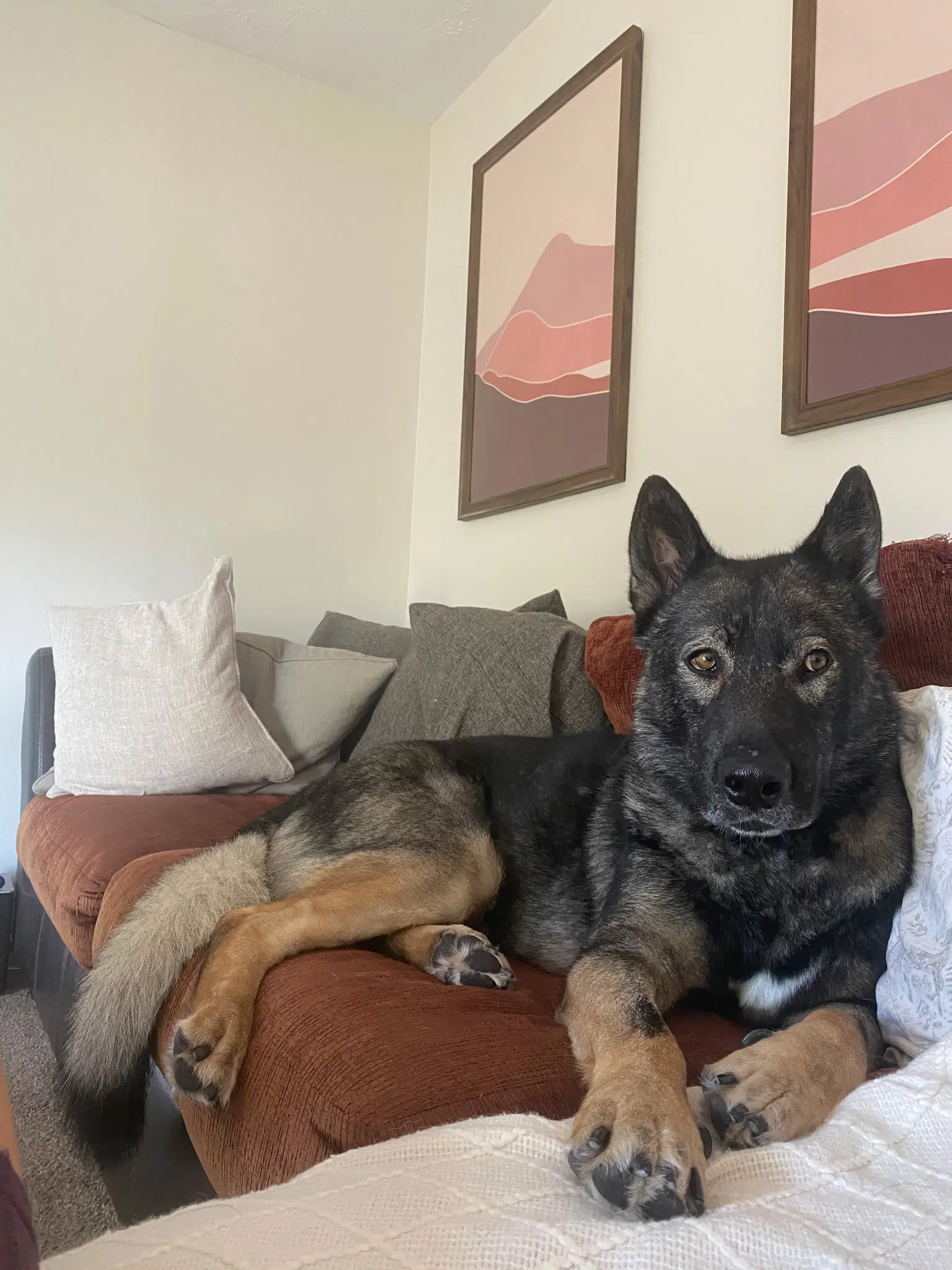 Tyson Aka Wolfie image 4