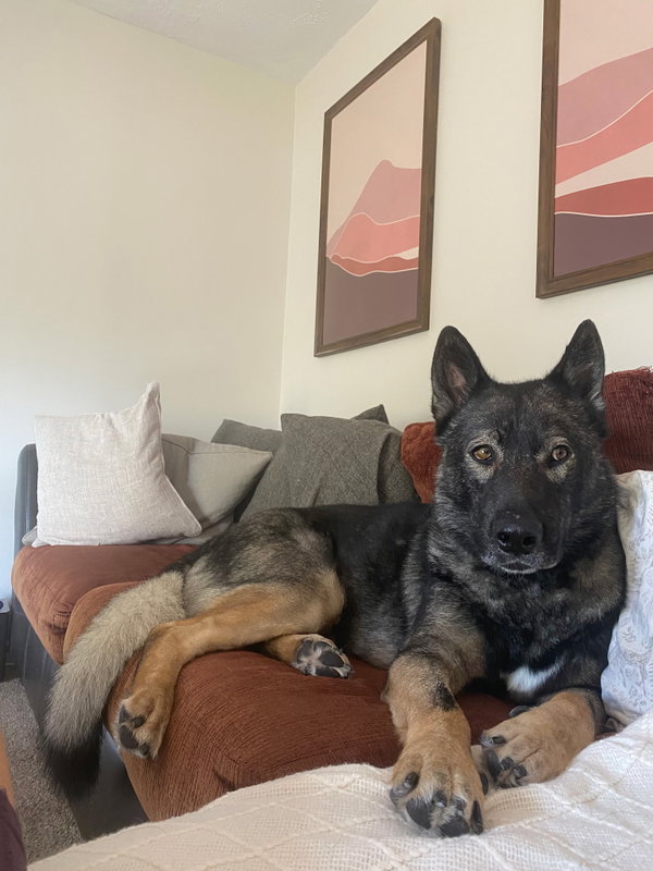 Tyson aka Wolfie
