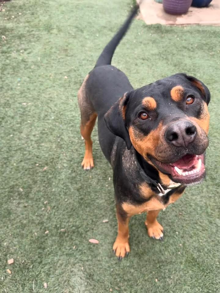 Tank The Rottie