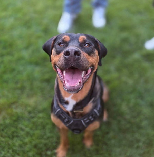 Tank The Rottie