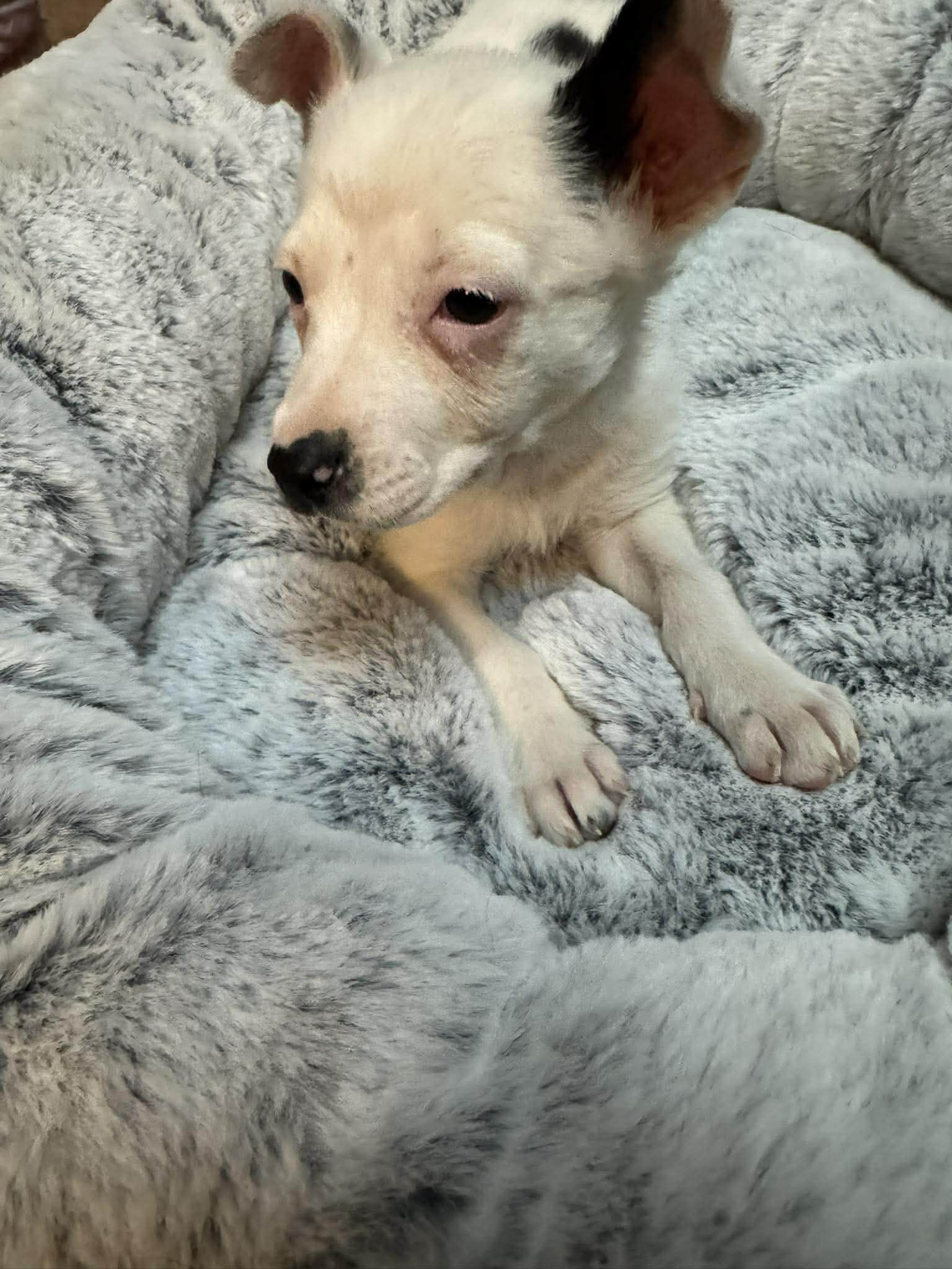 Penelope