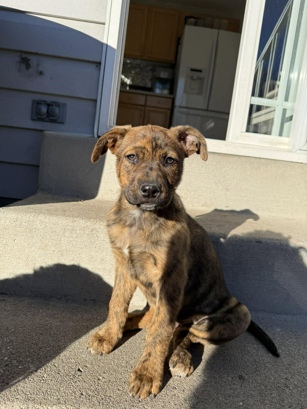 Frankie girl