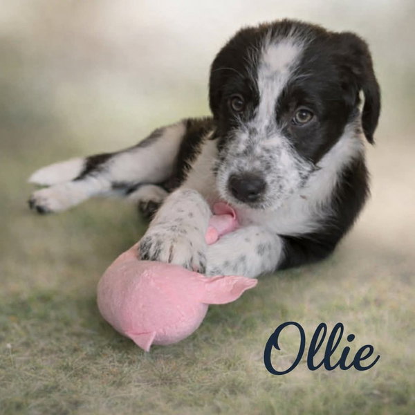 Ollie