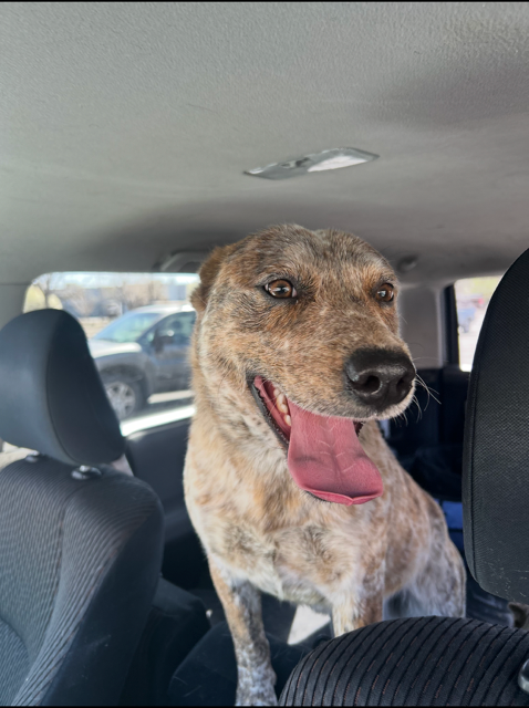 Kevin, an adoptable Australian Cattle Dog in MIDWAY, UT