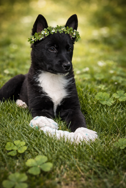 Hera, an adoptable Australian Cattle Dog in MIDWAY, UT