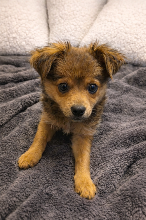 Jack, an adoptable Pomeranian in MIDWAY, UT