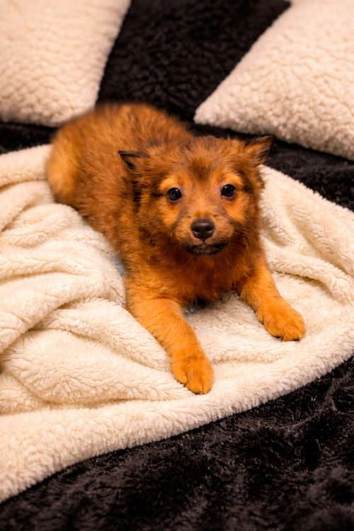 Zero, an adoptable Pomeranian in MIDWAY, UT