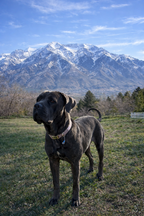 Nala