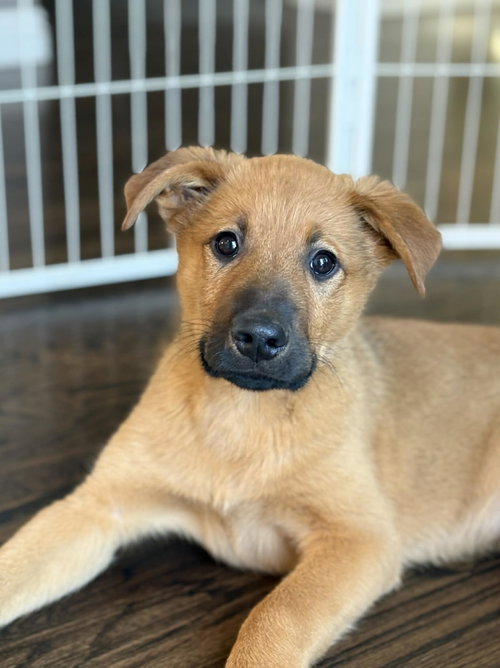 Copper, an adoptable German Shepherd Dog in MIDWAY, UT