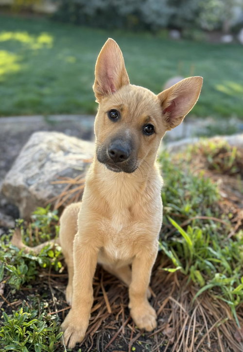 Lily Pie, an adoptable German Shepherd Dog in MIDWAY, UT