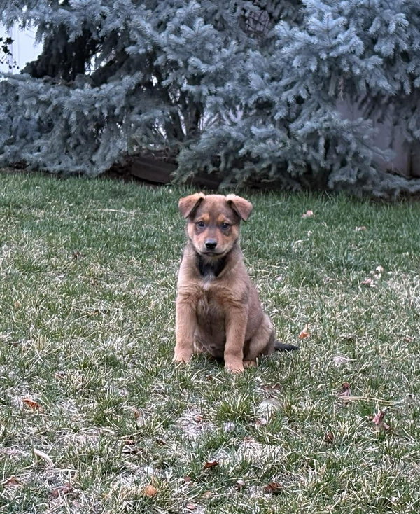 Rosie Posey