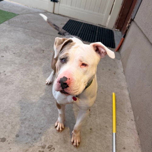 STELLA - American Pit Bull Terrier available for adoption