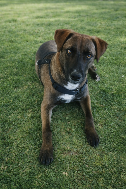 Oakley, an adoptable Labrador Retriever in MIDWAY, UT