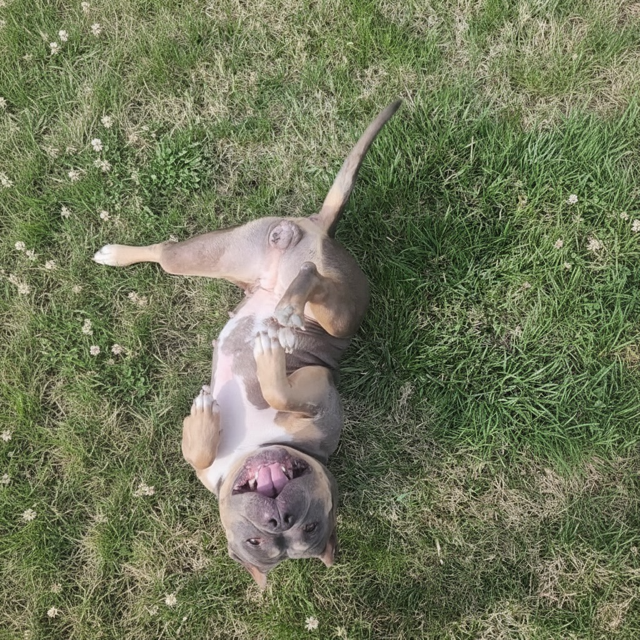 Molly Pot Pie