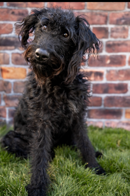 Bella Luna, an adoptable Airedale Terrier in MIDWAY, UT