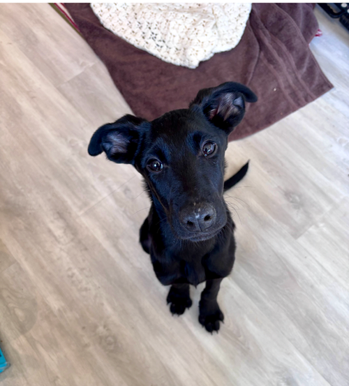 Ollie Dahli, an adoptable German Shepherd Dog in MIDWAY, UT