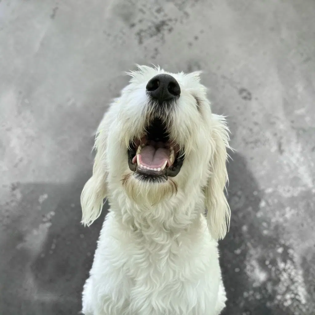 Tobie image 2