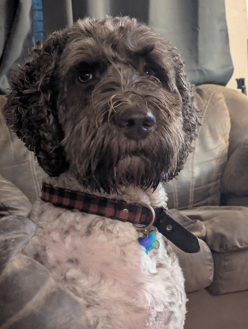 Ozwald Walter, an adoptable Newfoundland Dog in MIDWAY, UT