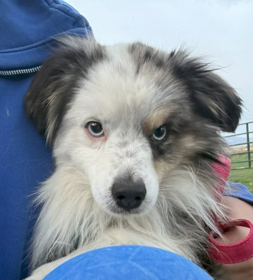 Bugs Bunny, an adoptable Australian Shepherd in MIDWAY, UT