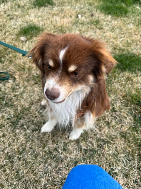 Taz, an adoptable Australian Shepherd in MIDWAY, UT