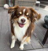 Taz