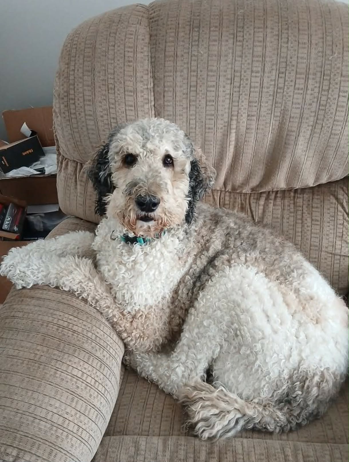 Buddy Image