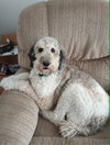 Buddy - Photo 1