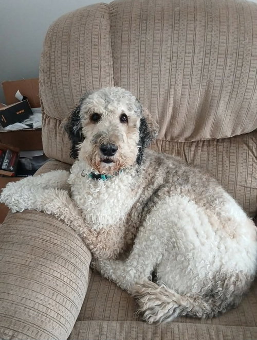 BUDDY