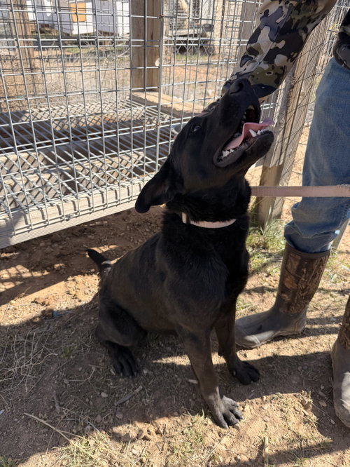 Mil0, an adoptable Labrador Retriever in MIDWAY, UT