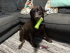 Rex - Photo 1