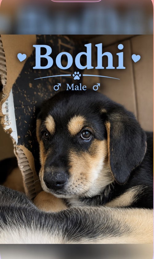 Bodhi Boy, an adoptable Rottweiler in MIDWAY, UT