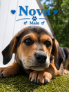 Nova Boy