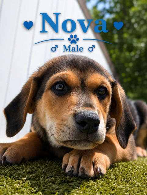 Nova Boy, an adoptable Rottweiler in MIDWAY, UT