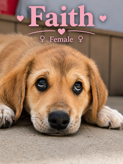 Faith, an adoptable Rottweiler in MIDWAY, UT