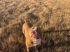 XL Bully/Red Nose Mix