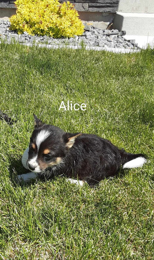 Alice, an adoptable Corgi in MIDWAY, UT