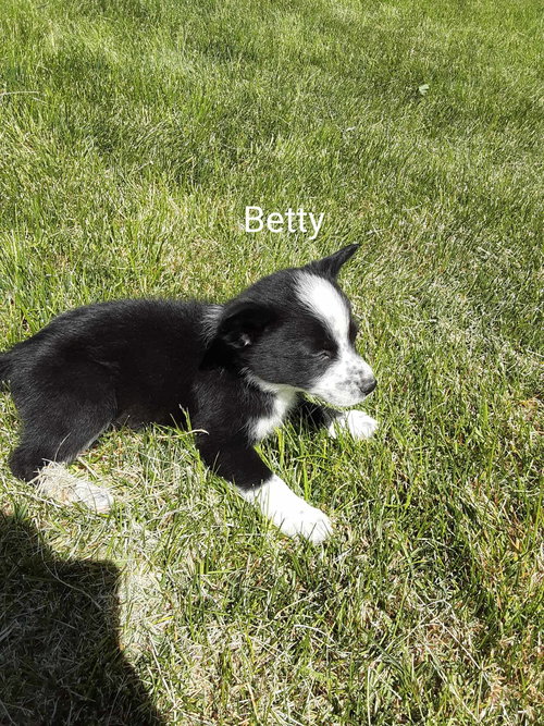 Betty, an adoptable Corgi in MIDWAY, UT