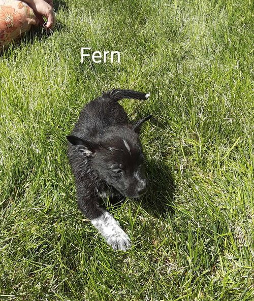 Fern, an adoptable Corgi in MIDWAY, UT