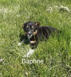 Daphne