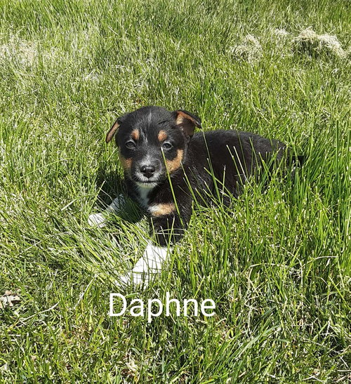 Daphne, an adoptable Corgi in MIDWAY, UT